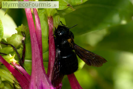 Certaines abeilles, trop grosses pour rentrer dans les fleurs, les percent pour obtenir du nectar.