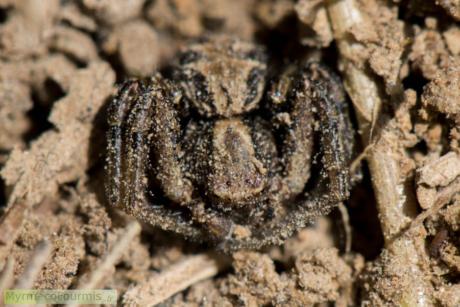 Araignée crabe de la famille des Thomisidae et du genre Xysticus. Cette petite araignée brune replie ses deux premières paires de pattes avant pour capturer ses proies. Seine-et-Marne, Avril 2016.