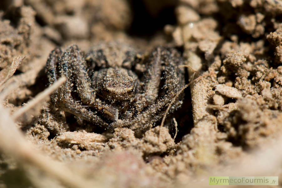 Araignée crabe brune et noire cachée entre les feuilles mortes sur le sol. JPEG - 594.8 ko