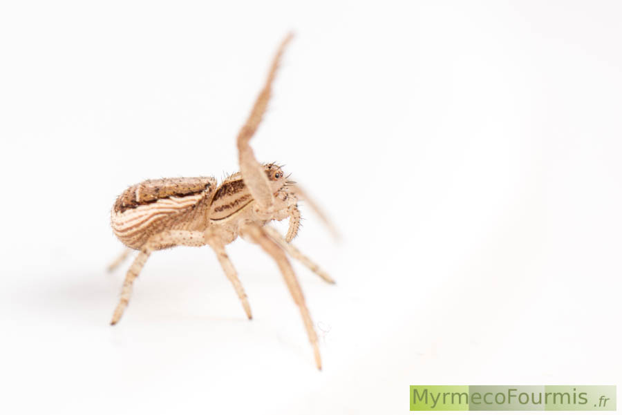 Femelle Xysticus cristatus, une araignée crabe de la famille des Thomisidae photographiée de profil sur fond blanc. JPEG - 150.6 ko
