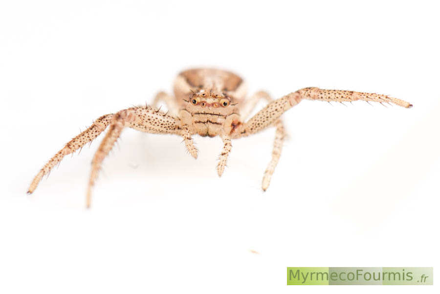 Macrophotographie sur fond blanc d'une femelle d'araignée-crabe de l'espèce Xysticus cristatus. Gros plan de face montrant la tête (céphalothorax) et les pattes avant de l'araignée.