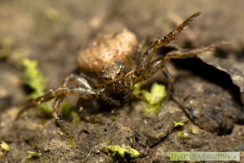 Une araignée crabe de la famille des Thomisidae appartenant probablement au genre Xysticus. Postée au sol. Ain (01).