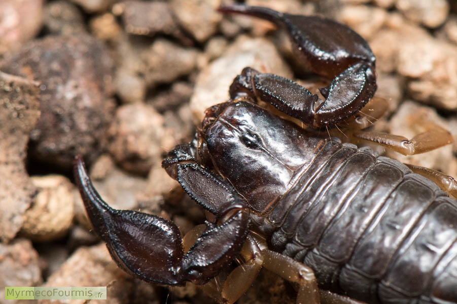 Photographie macro vue de dessus en très gros plan de la tête d’un scorpion noir à queue jaune Euscorpius flavicaudis, en Corse. Ce scorpion est brun sombre presque noir avec des pattes et un aiguillon beige ou jaune. Les yeux sont situés sur le dessus de la tête et ne permettent pas au scorpion de chasser ses proies à vue. JPEG - 638.3 ko