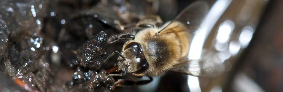 Une abeille sociale (Apis mellifera) boit de l'eau au bord d'un ruisseau. On voit clairement une abeille de couleur brune, jaune et orange boire de l'eau avec son proboscis ("langue") rouge. Cette photo macro montre en gros plan l'abeille sur fond de boue.