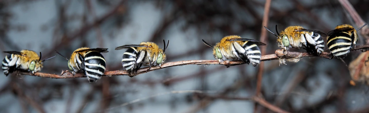 Un groupe d'abeilles à bandes bleues d'Australie se tient accroché par leurs mandibules à une brindille. On voit 6 abeilles à bandes bleues avec un thorax roux ou orange et un abdomen blanc, noir et bleu.