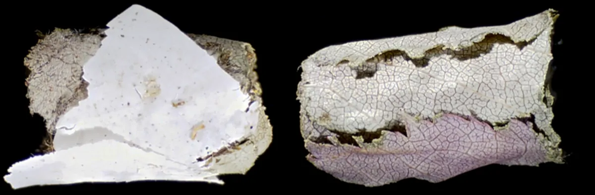 Deux nids d'abeilles coupeuses de feuilles (mégachiles), l'un construit avec des bout de plastiques (à gauche) et l'autre construit seulement avec des feuilles (à droite).