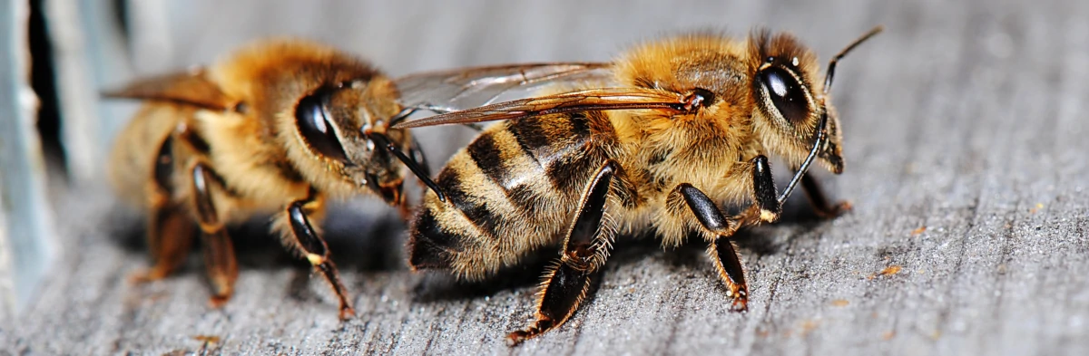 Cette photo macro montre deux abeilles en gros plan à l'entrée d'une ruche.