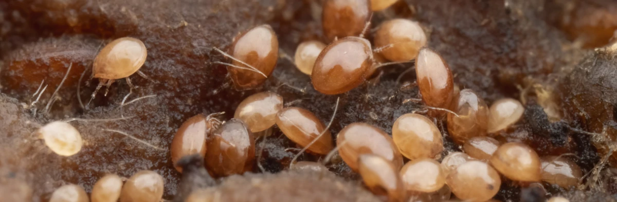 De nombreux petits acariens beiges et bruns dans un lombricomposteur, appelés wormfarm mites en anglais.