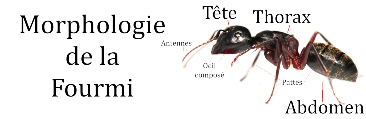 Schéma sur photo de la morphologie simplifiée d'une fourmi.