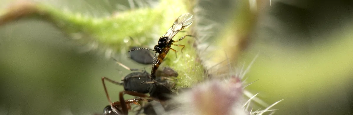 Une guêpe parasite de pucerons de couleur noire avec de longues ailes transparentes est photographiée ici en macro en train de pondre un oeuf dans un puceron gris sur une tige de plante. La guêpe a l'abdomen recourbé entre ses pattes.