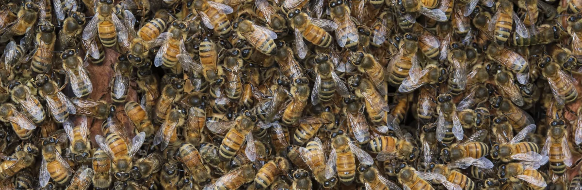 Des abeilles italiennes Apis mellifera ligustica, vues de dessus sur le dessus des cadres d'une ruche. Ces abeilles sont grandes et ont des bandes jaunes très claires sur l'abdomen.