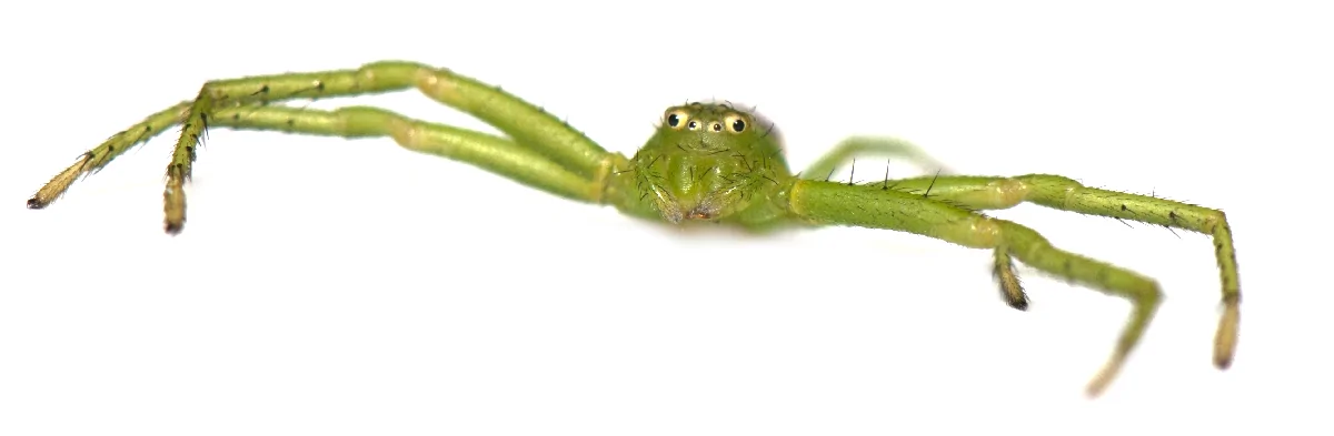 Macrophotographie sur fond blanc d'une araignée-crabe verte vue de face écartant ses pattes avant. L'araignée est fine et plate avec des yeux jaunâtres comprenant une fausse pupille noire.