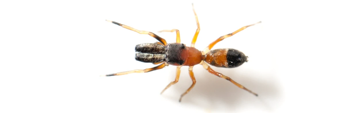 Une araignée fourmi de la famille des Salticidae ou araignées sauteuses ressemble à une fourmi. Ce mimétisme permet aux araignées-fourmis myrmécomorphes de se protéger contre leurs prédateurs ou de capturer les fourmis. Vue de dessus sur fond blanc, macrophotographie.