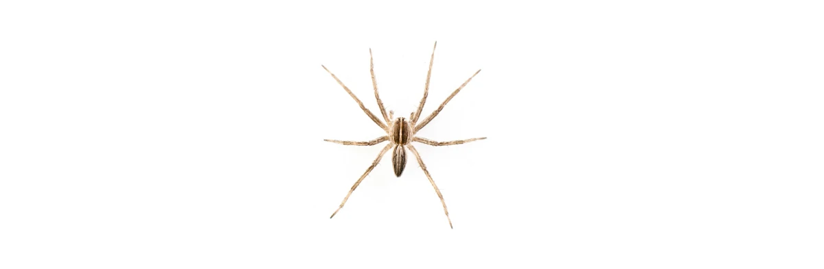 Une araignée vue de dessus sur fond blanc.