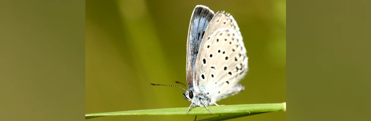 Photo macro de trois quart d'un petit papillon aux ailes bleues et noires, l'azuré du serpolet, une espèce protégée (Maculinea arion ou Phengaris arion).