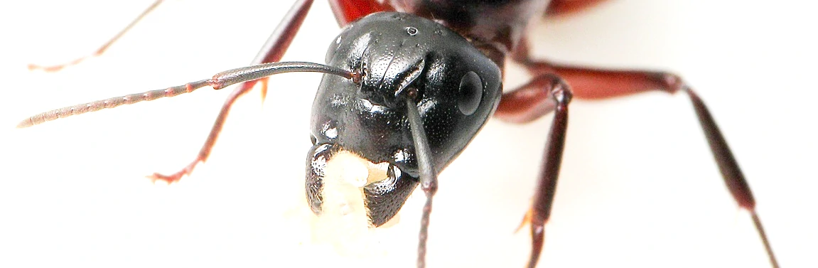 Très gros plan macro sur une tête de reine fourmi de l'espèce Camponotus ligniperda à la tête noire brillante.