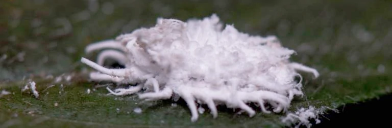Une cochenille farineuse blanche avec des excroissances blanches sur le dos, à l'aspect cotonneux ou cireux, sur une feuille d'arbre de plante d'intérieur.