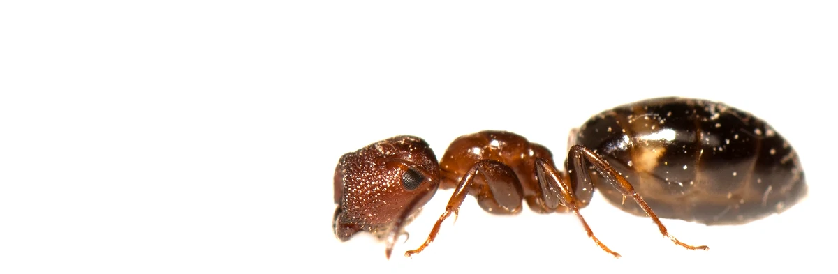 Une fourmi marron et noire vue de profil en macro sur fond blanc. Cette espèce est Colobopsis truncata, ou Camponotus truncatus, elle possède une tête plate à l'avant qui fait office de porte pour fermer l'entrée de la fourmilière.