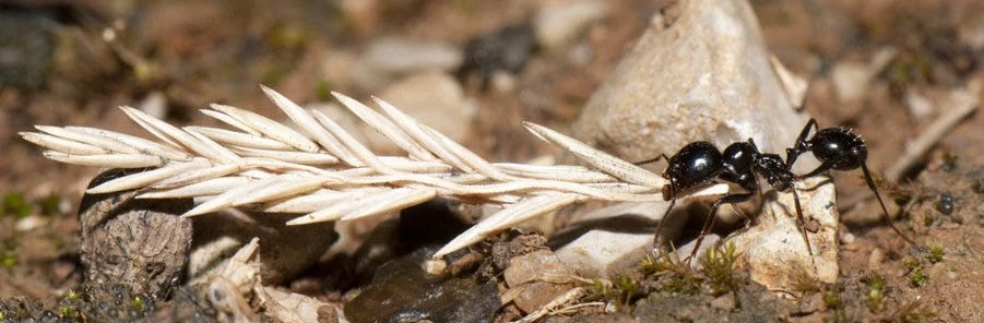Une fourmi granivore noire brillante (Messor), porte un épis de graines au sol, mesurant plusieurs fois sa taille et pesant plusieurs fois son propre poids.