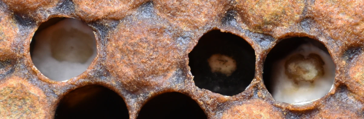 Photographie en gros plan du couvain plâtré des abeilles, trois cellules infectées avec deux cellules blanches et une cellule noire.