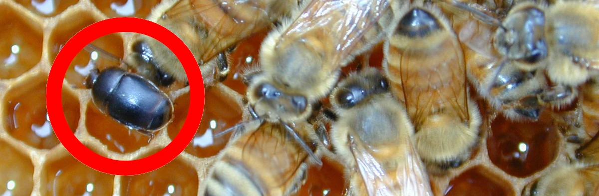 Un petit coléoptère de la ruche Aethina tumida, un coléoptère brun noir avec de petites antennes à massues qui vit dans les ruches. Le coléoptère est entouré d'un cercle rouge et il est sur un cadre de ruche avec des cellules remplies de miel et aussi avec des abeilles domestiques Apis mellifera.