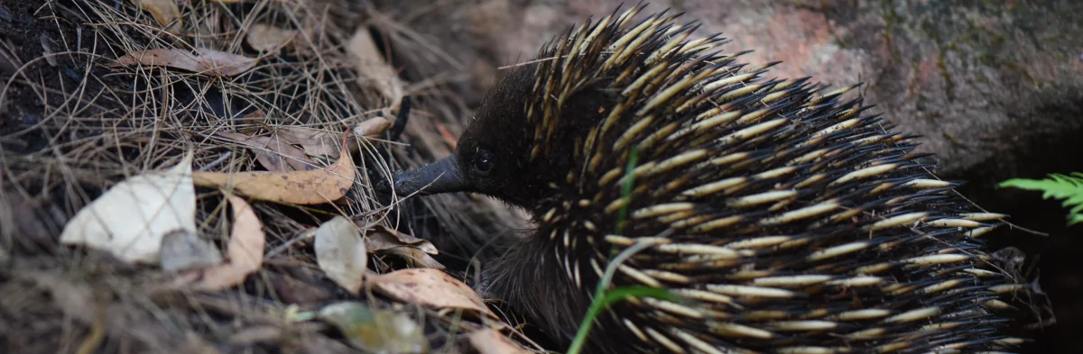 Un échidné Australien, un animal mangeur de fourmis avec un long bec et des piquants blancs ou jaunes sur le dos et un pelage brun foncé, vu de profil dans une forêt d'Australie.