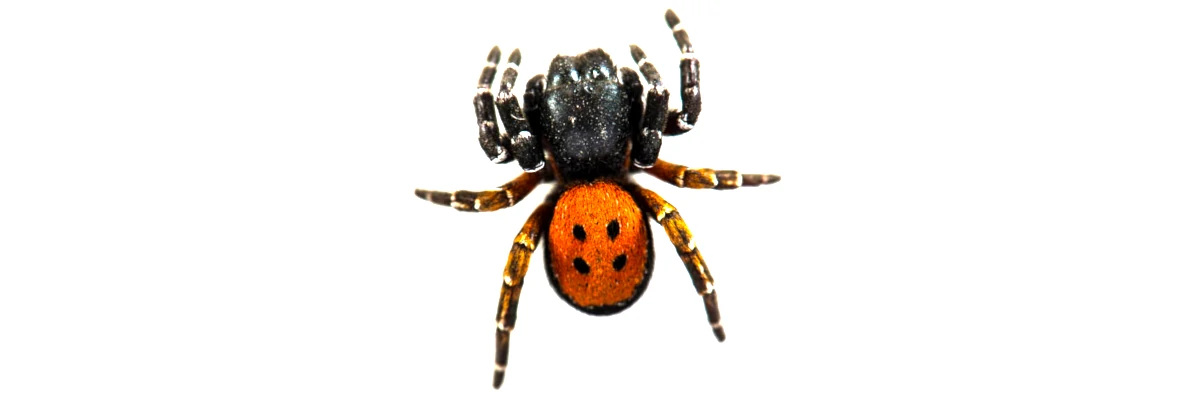 Araignée coccinelle Eresus kollari, une araignée noire et rouge avec quatre points noirs.