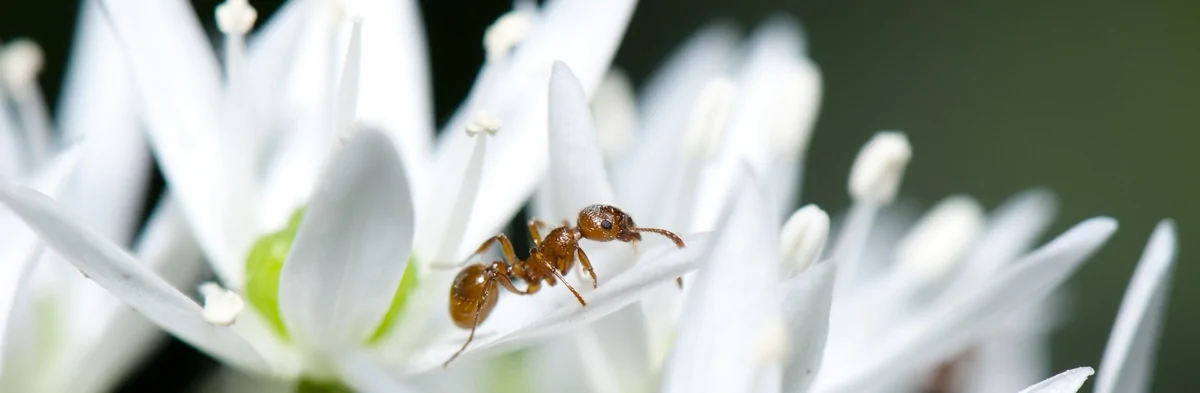 Cette photo macro est un example de pollinisation par les fourmis. On y voit une fourmi rouge de profil (Myrmica sp) sur un pétal de fleur blanc d'ail des ours.