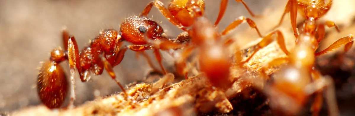 Piqûres de fourmis rouges