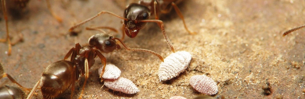 Une photo macro montrant deux fourmis du genre Lasius dans leur nid avec des pseudococcidae, de petites larves blanches à l'aspect cireux.