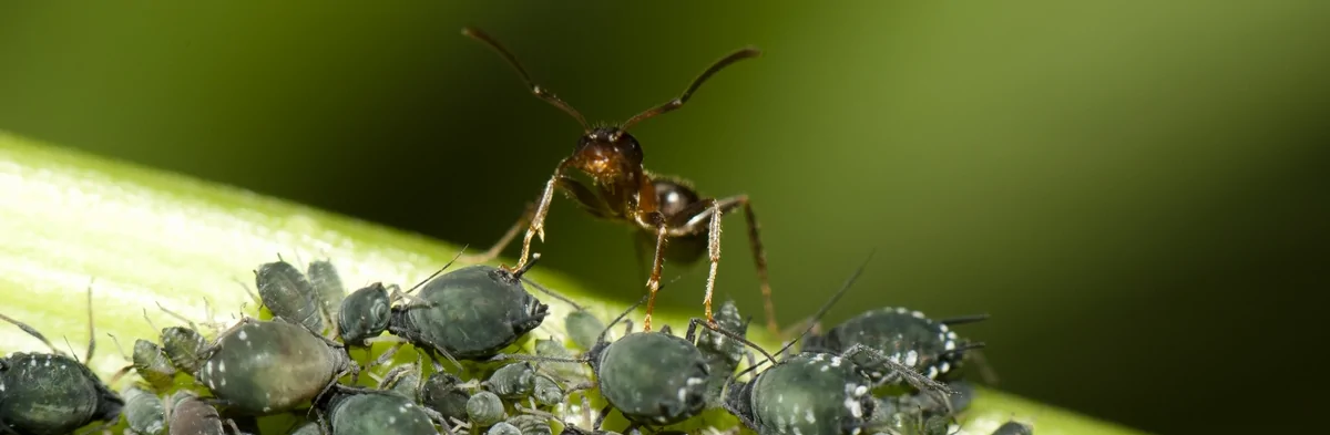 Macrophotographie d'une fourmi face caméra protégeant des pucerons verts sur une tige de plante.