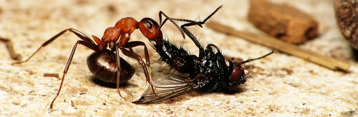 Une fourmi des bois orange et noire est vue de profil en macro photo transportant une mouche morte qu'elle tire au sol.
