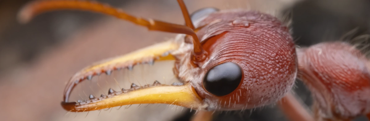 Une fourmi bouledogue rouge d'Australie, avec deux grands yeux composés noirs et trois ocelles transparentes sur le haut de la tête. Cette fourmi est vue de profil et possède de longues mandibules jaunes.