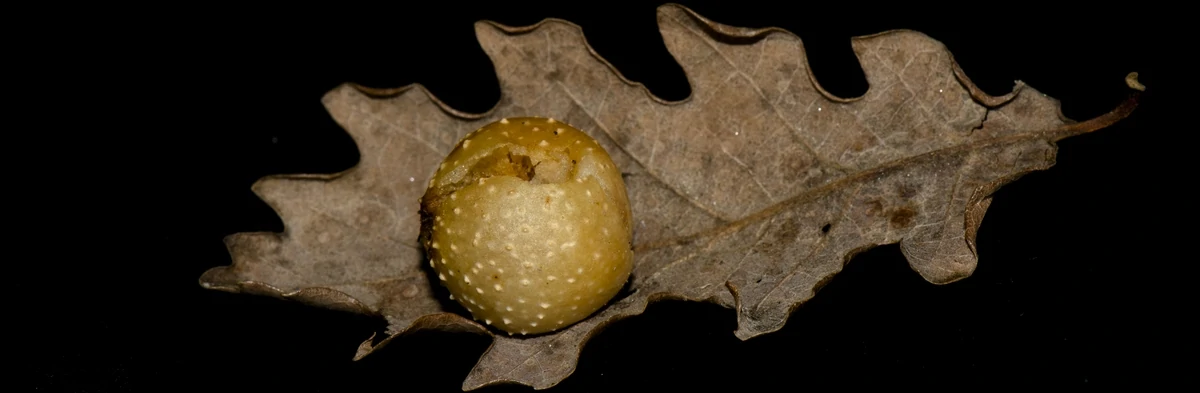 Une photo d'une feuille de chêne morte sur fond noir avec une large galle ronde de couleur jaune brûne avec des points clairs.