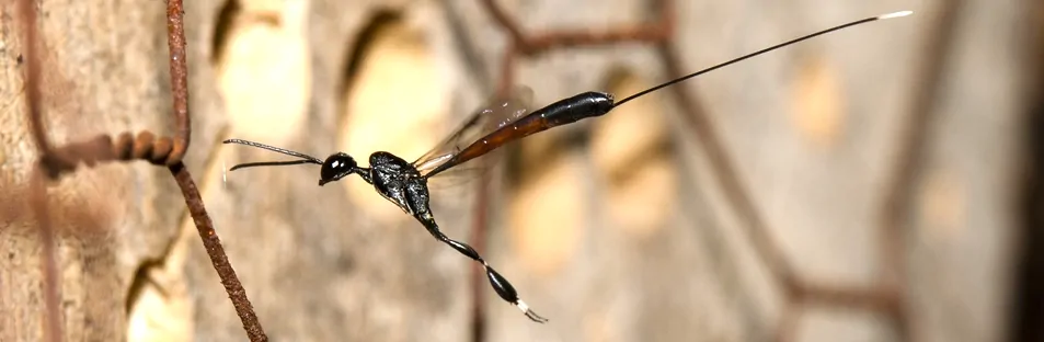Fine guêpe avec un long ovipositeur noir avec une tache blanche au bout du genre Gasteruption de la famille des Gasteruptidae inspectant des nids d'abeilles dans un hôtel à insectes.