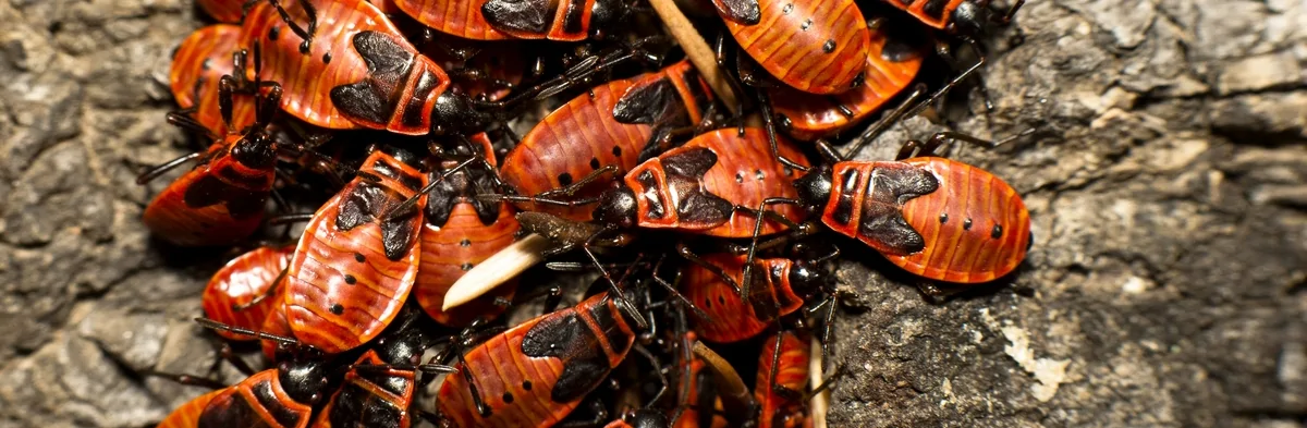Un groupe de gendarmes (insectes), des punaises rouges et noires, s'est regroupé sur un petit muret en béton.