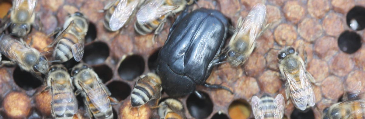 Photographie de Oplostomus fuligineus en Afrique, cette grande cétoine noire est un parasite des ruches qui dévore les larves d'abeilles, il est communément appelé grand coléoptère des ruches.