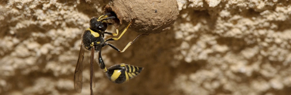 Une guêpe potière noire et jaune fabrique son nid en terre et en argile sur le mur d'un maison.