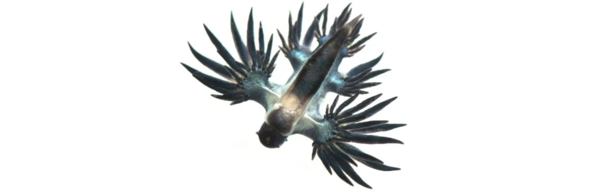 Un dragon bleu des mers, Glaucus atlanticus ou Glaucus marginatus, bleu sur fond blanc.
