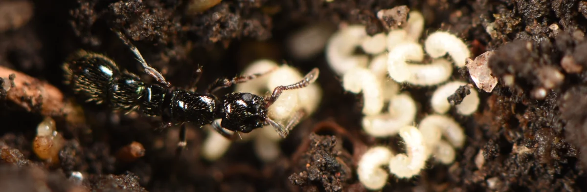 Une fourmi légionnaire noire brillante d'Australie avec ses larves.