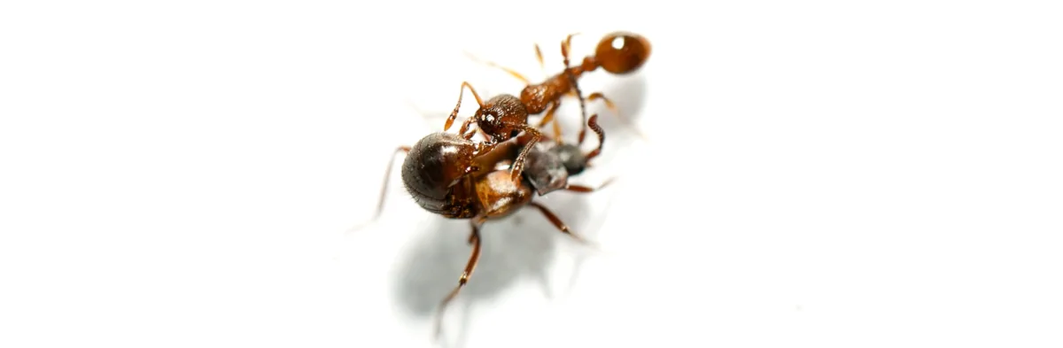 Une fourmis du genre Myrmica de couleur brune orangée lèche l'abdomen d'un staphylin, un petit coléoptère brun parasite de fourmis aussi appelé loméchuse. C'est une photographie macro sur fond blanc.
