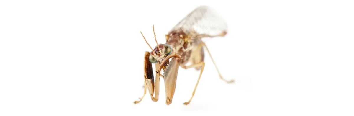Mantispe vu de face en gros plan macro, cet insecte a des pattes similaires à celles des mantes religieuses, il est de couleur brun clair avec des yeux vert et de courtes antennes, ainsi que des ailes transparentes. Vu de face.