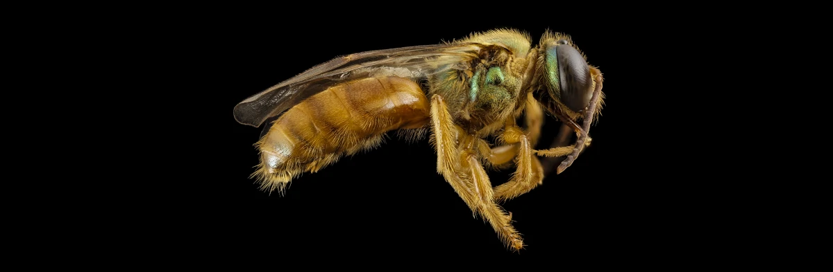 Megalopta genalis, vue de profil sur fond noir dan une collection entomologique. Cette abeille est nocturne.