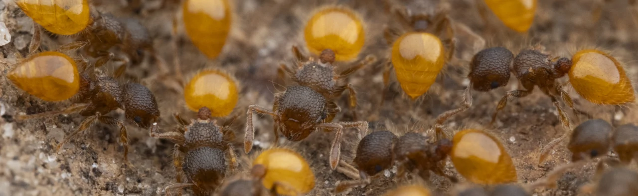 Des fourmis oranges et marrons de l'espèce Meranoplus minor, aussi appelées fourmis à bouclier (shield ants).