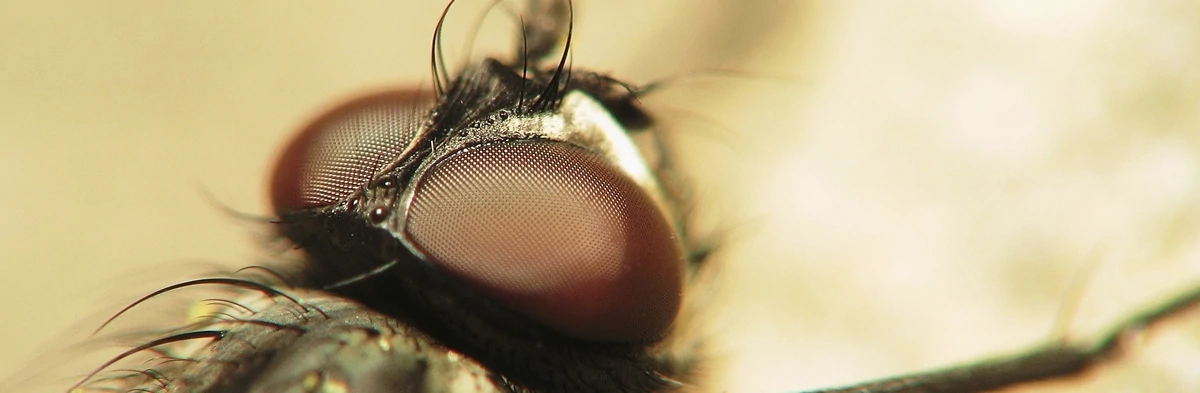 Une mouche domestique noire des maisons vue de près, gros plan sur sa tête et ses yeux composés.