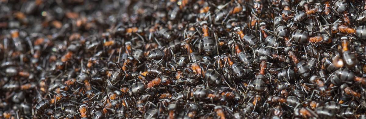 Des centaines de fourmis rousses (Formica s. str.) agglutinées en tas au dessus d'une fourmilière, formant un immense tapis de fourmis. Ces fourmis ont une tête noire, un thorax orange et un abdomen noir mat strié de noir brillant.