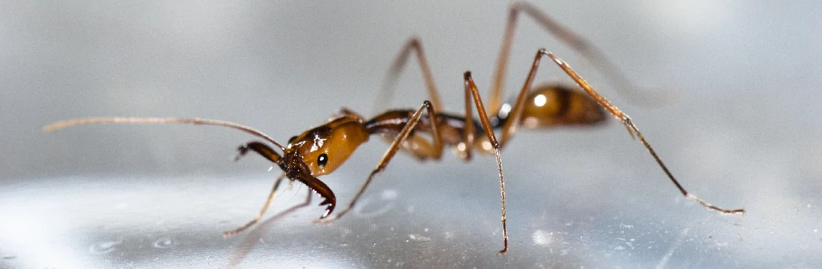 Une fourmi du genre Odontomachus vue de profil ou de trois-quart sur un fond gris. La fourmi est brune-orangée avec de longues pattes et ses mandibules sont grandes ouvertes.