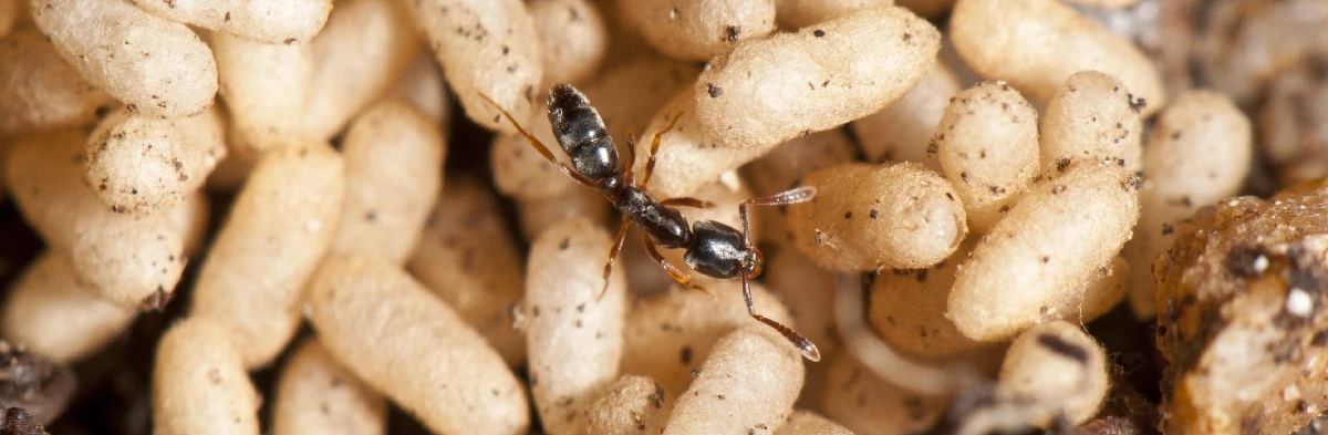 Une fourmi de la sous-famille des Ponerinae s'occuppe de cocons dans sa fourmilière.