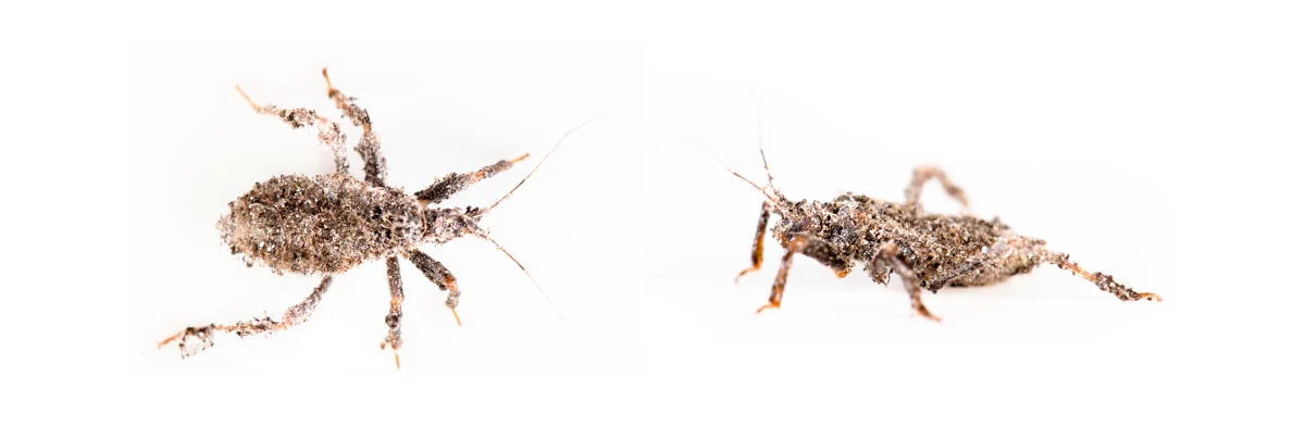 Photographie macro sur fond blanc d'un réduve masqué ou punaise masquée, une réduve couverte de poussière. Cet insecte se retrouve souvent dans les maisons où il mange d'autres insectes.