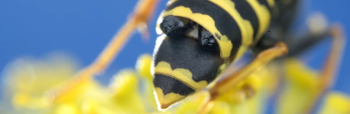 Deux pupes d'insectes parasites du genre Strepsiptera, aussi appelés strepsiptères ou stylops, entre deux segments de l'abdomen d'une guêpe à papier ou poliste.